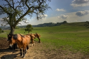 Paarden tussen thuis en werk